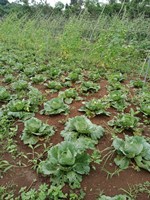 Phát triển kinh tế từ mô hình trồng rau an toàn