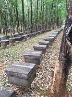 Gương phụ nữ làm kinh tế giỏi từ mô hình nuôi ong lấy mật