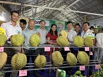 TỔ HỢP TÁC SẦU RIÊNG PHƯỚC LỢI