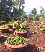 Gương phụ nữ làm kinh tế giỏi