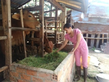 Kết quả mô hình tổ liên kết chăn nuôi bò nhốt thâm canh