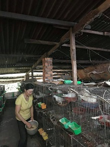 Hiệu quả từ mô hình nuôi bồ câu sinh sản